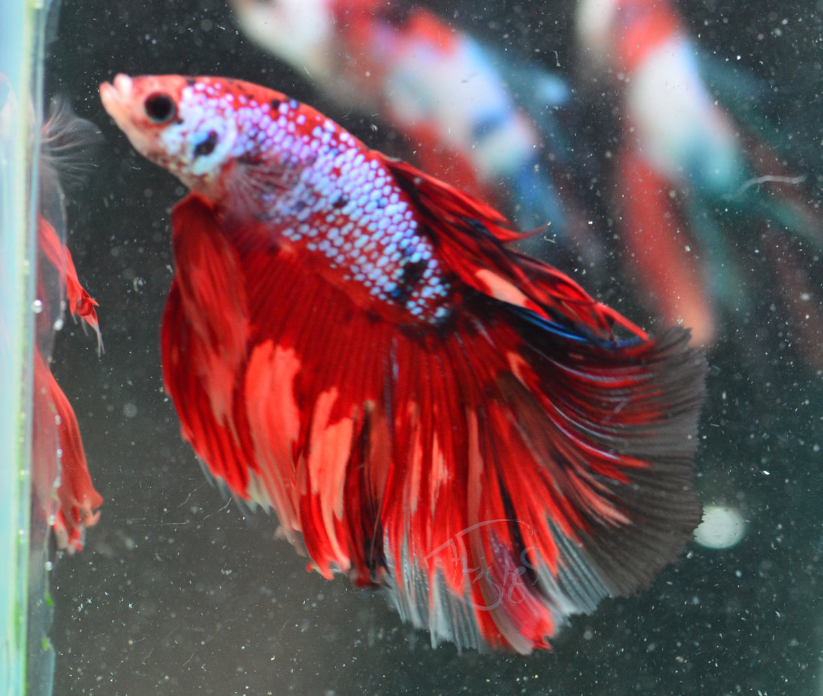 Nemo Fancy Halfmoon Male