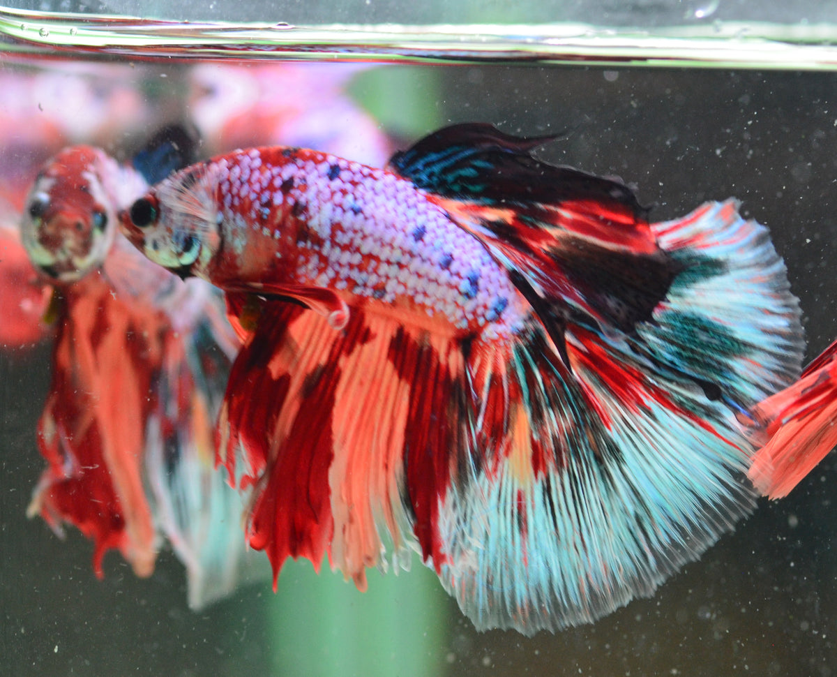 Candy Halfmoon Male