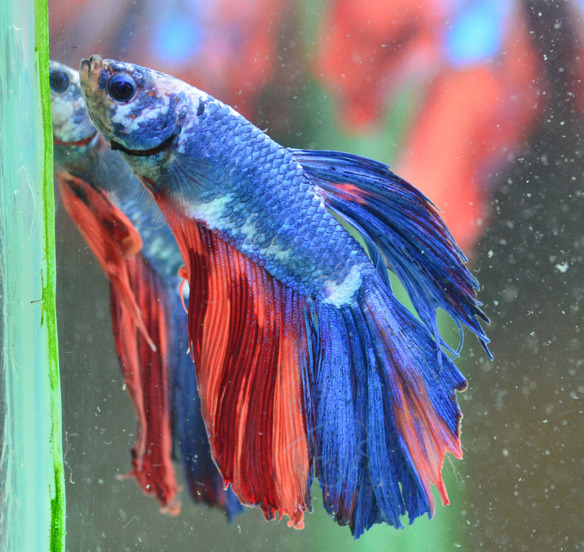 Fancy Halfmoon Male