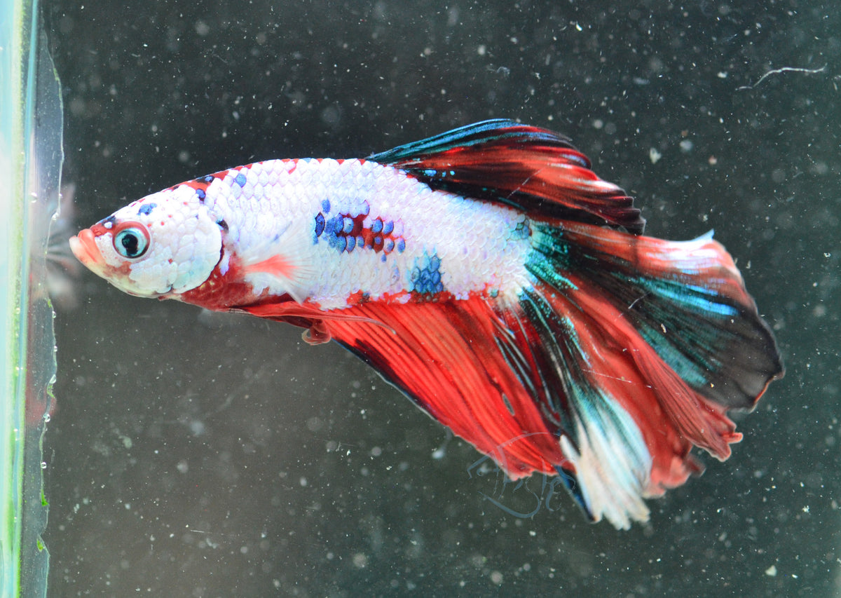 Candy Halfmoon Male