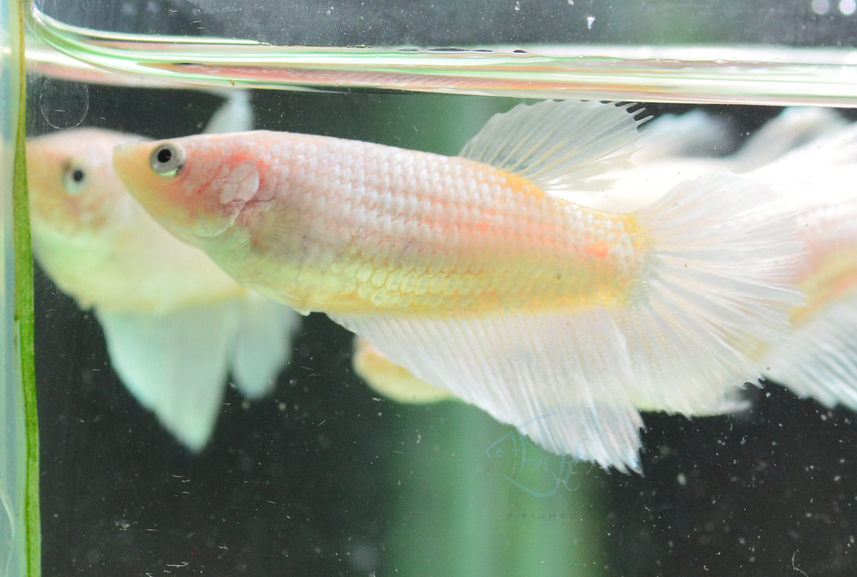 Opal Halfmoon Female
