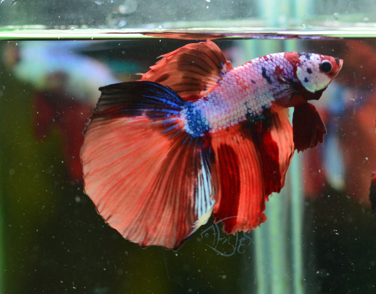 Candy Halfmoon Male