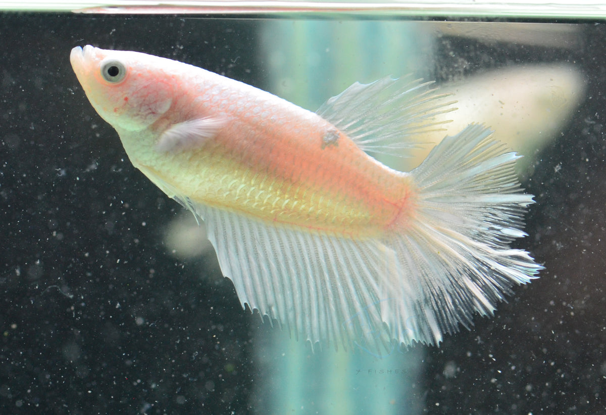 Opal Halfmoon Female