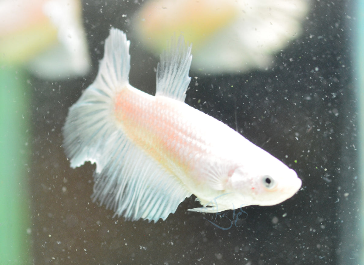 Opal Halfmoon Female
