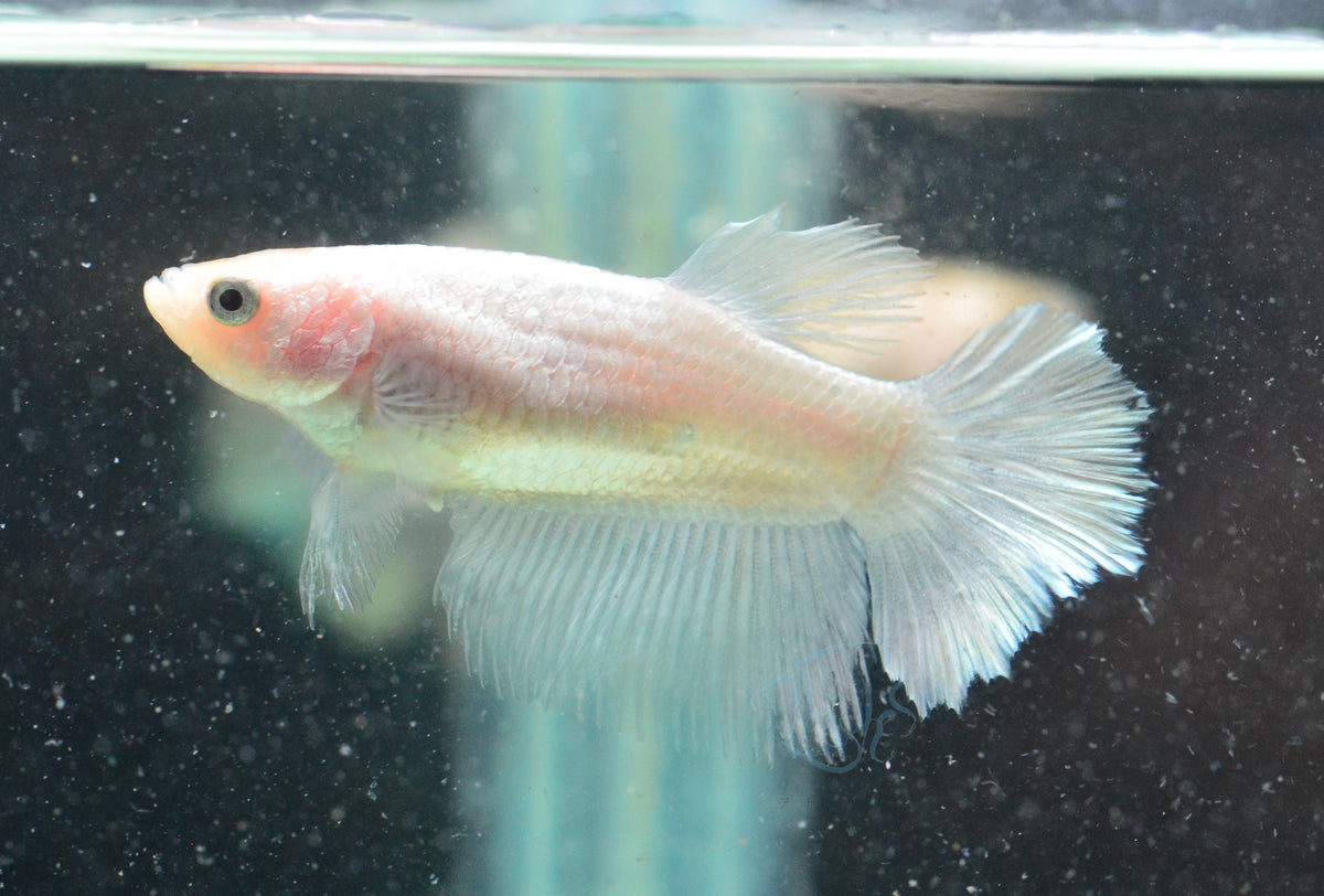 Opal Halfmoon Female