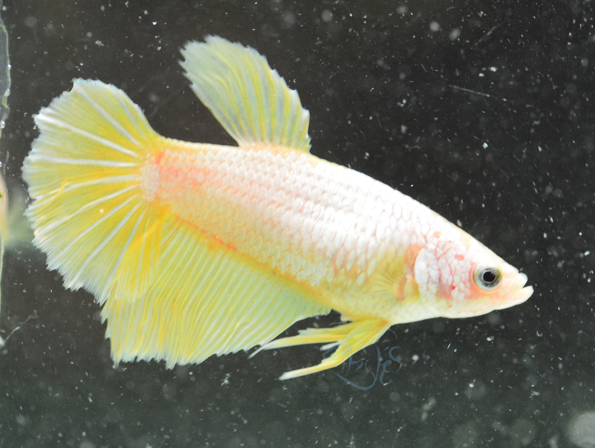 Yellow Dragon Halfmoon Female
