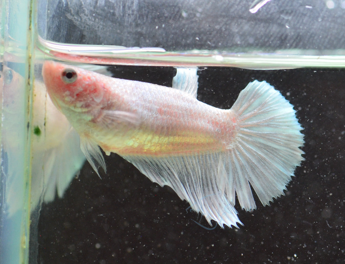 Opal Halfmoon Female