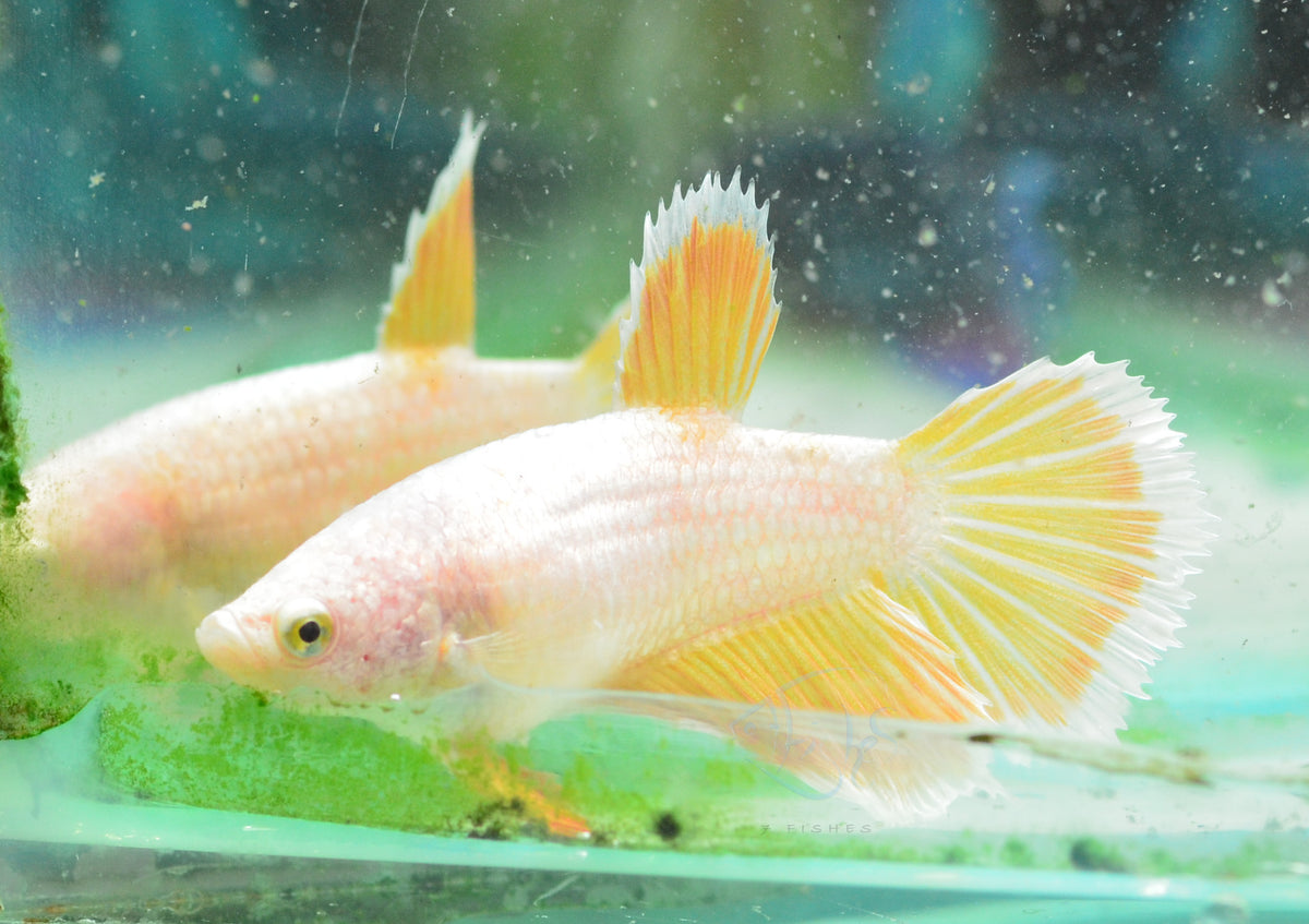 Yellow Dragon Halfmoon Female