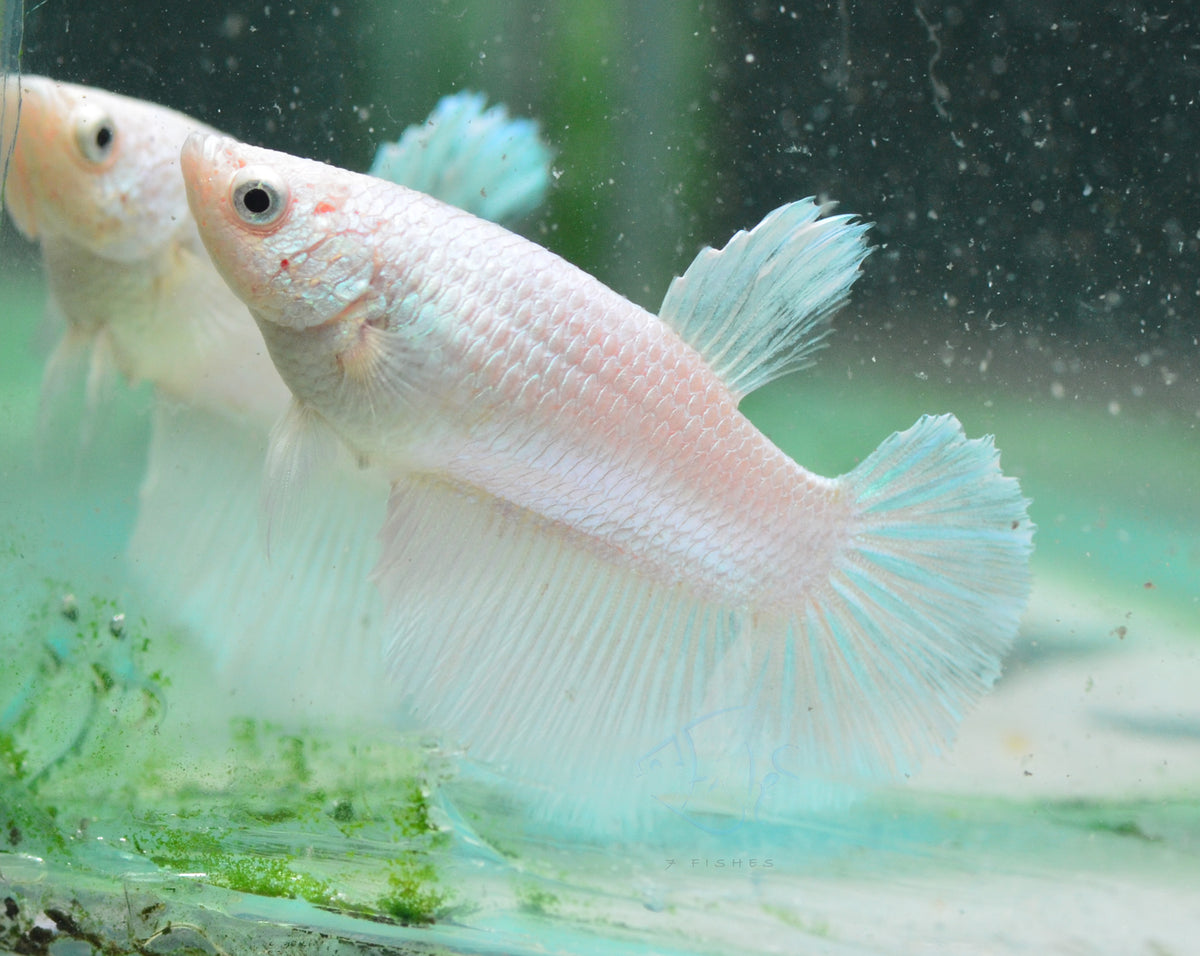 Platinum Halfmoon Female