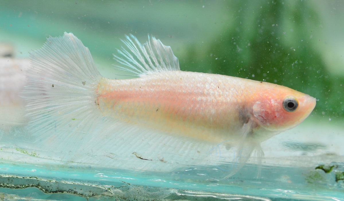 Opal Halfmoon Female