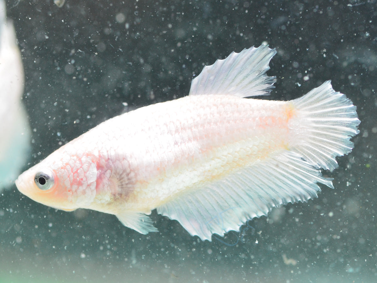 Opal Halfmoon Female