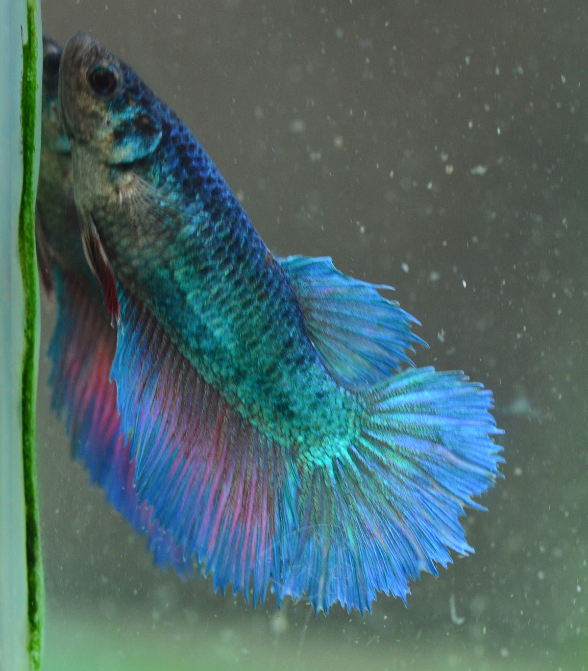Turquoise Halfmoon Female