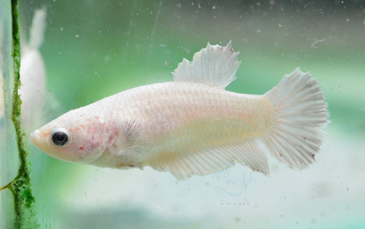 Platinum Halfmoon Female
