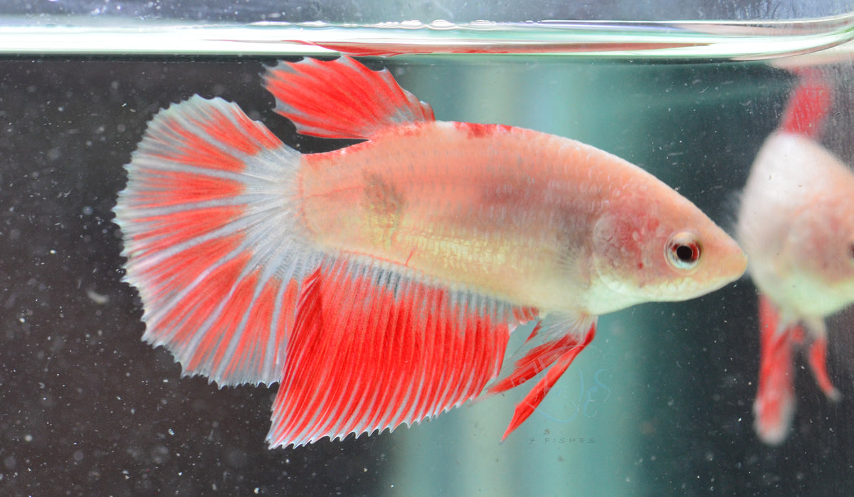 Red Painted Halfmoon Female