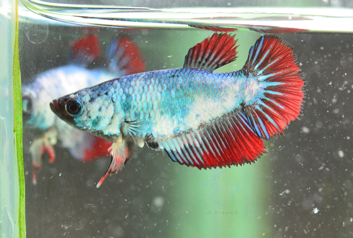 Turquoise Marble Halfmoon Female