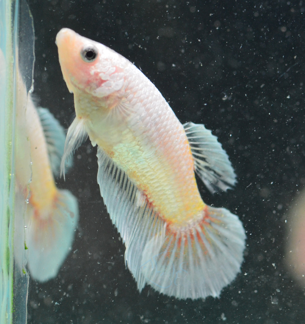 Opal Halfmoon Female