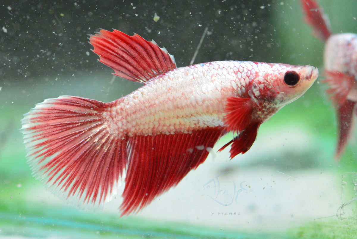 Red Dragon Halfmoon Female