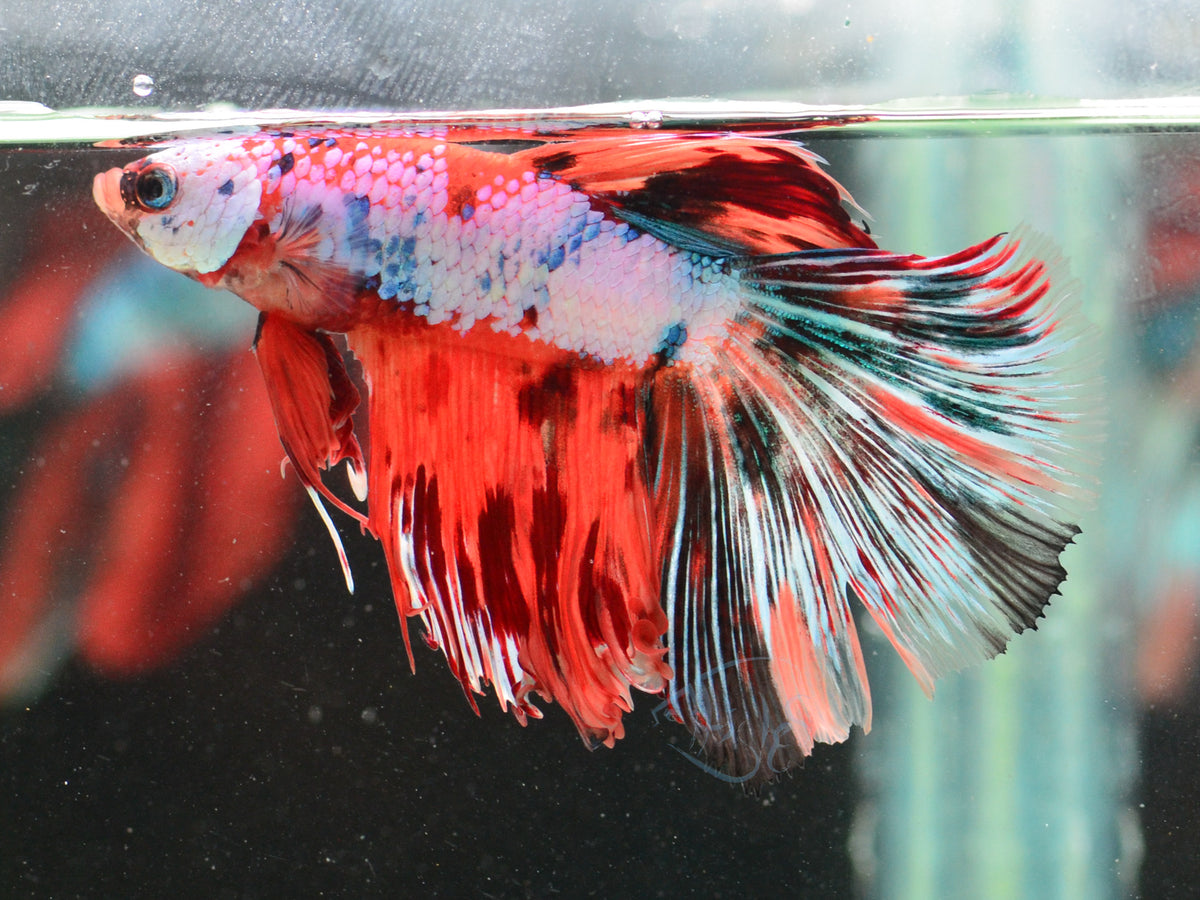Candy Halfmoon Male