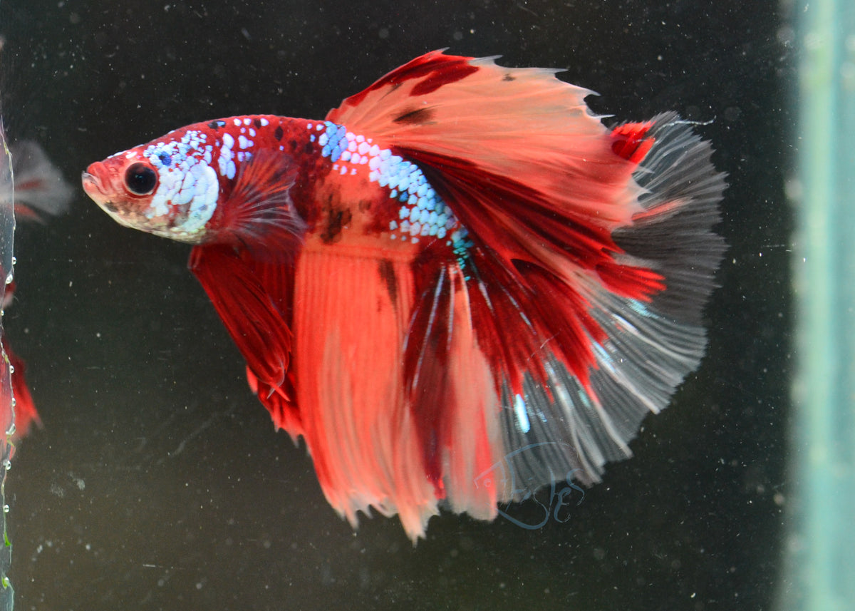 Nemo Halfmoon Male