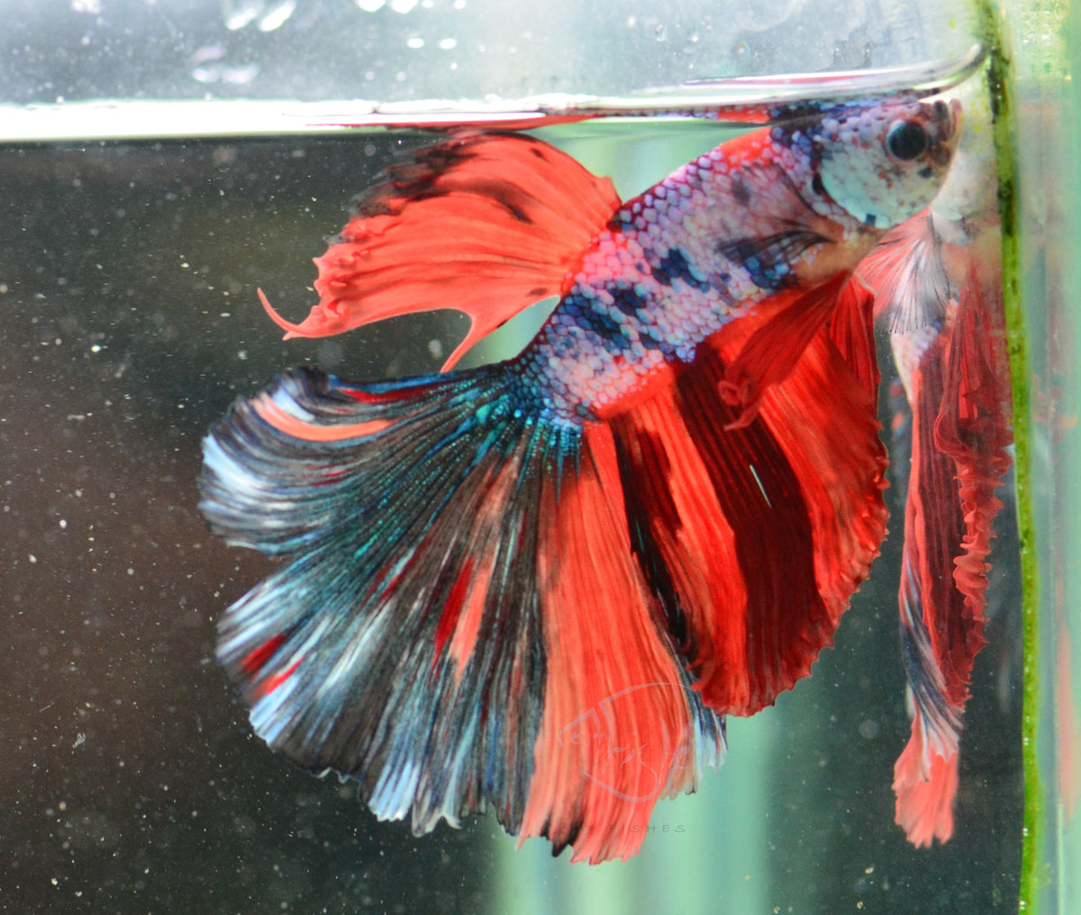Candy Halfmoon Male