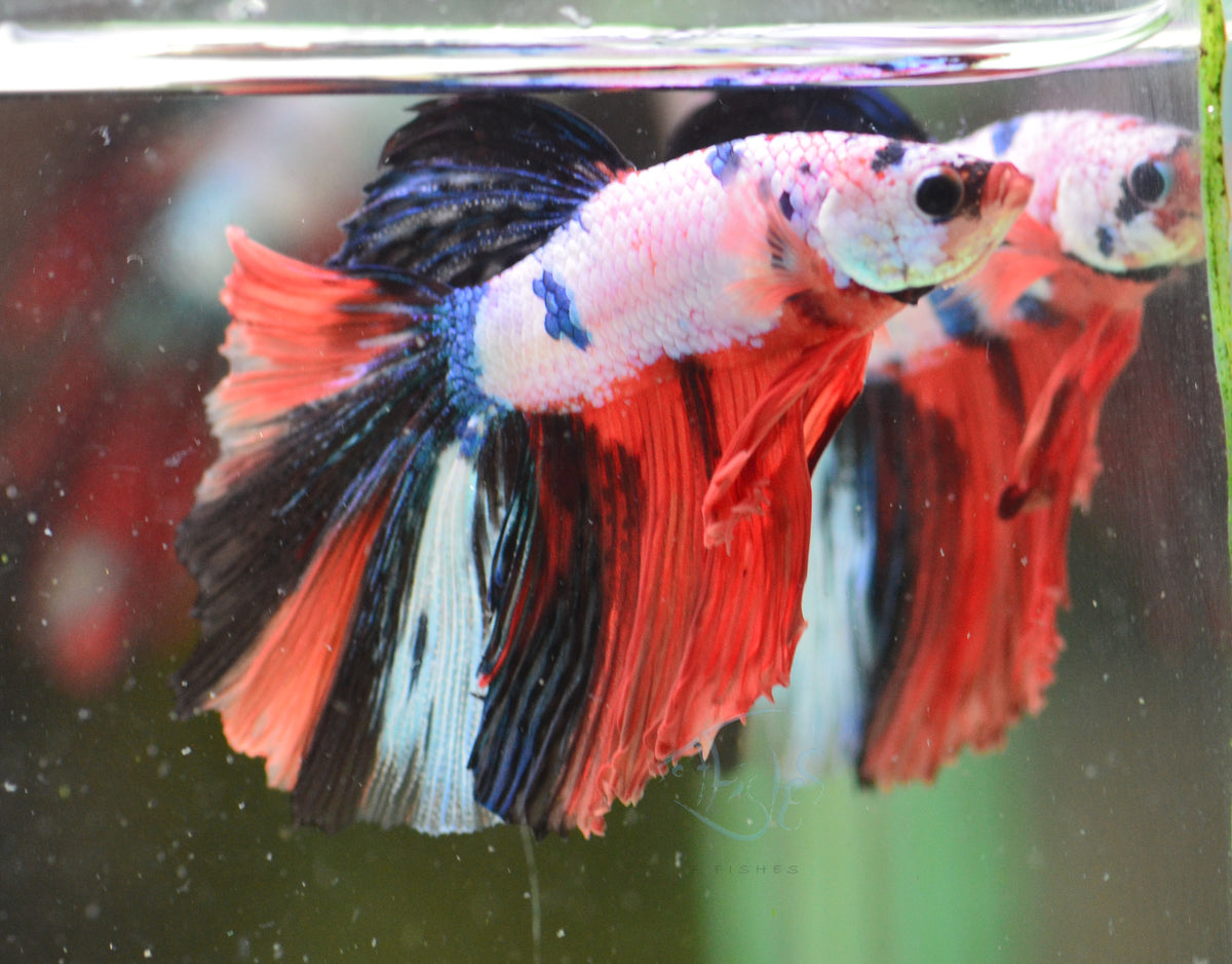 Candy Halfmoon Male