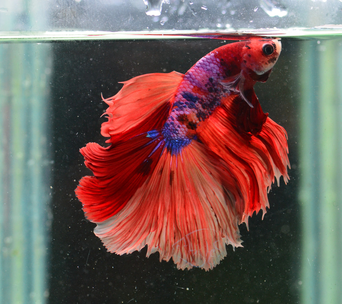 Candy Halfmoon Male