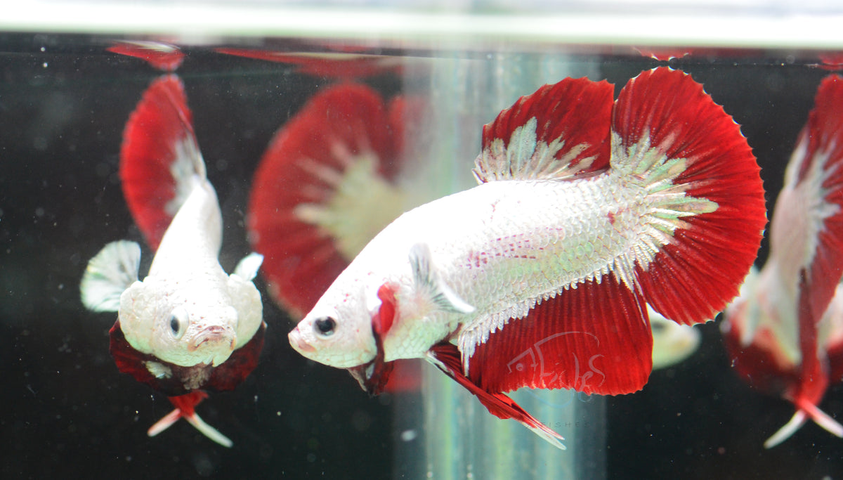 Red Dragon HMPK Male
