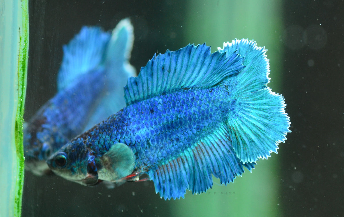 Turquoise Doubletail Female