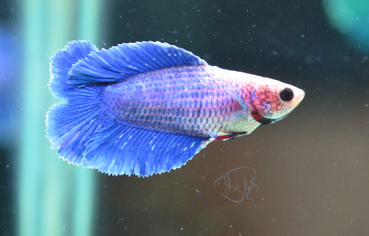 Pastel Blue Doubletail Female