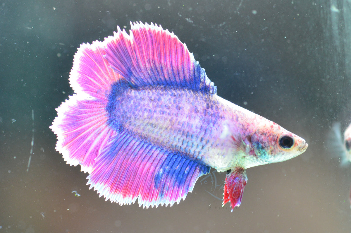 Purple Doubletail Female