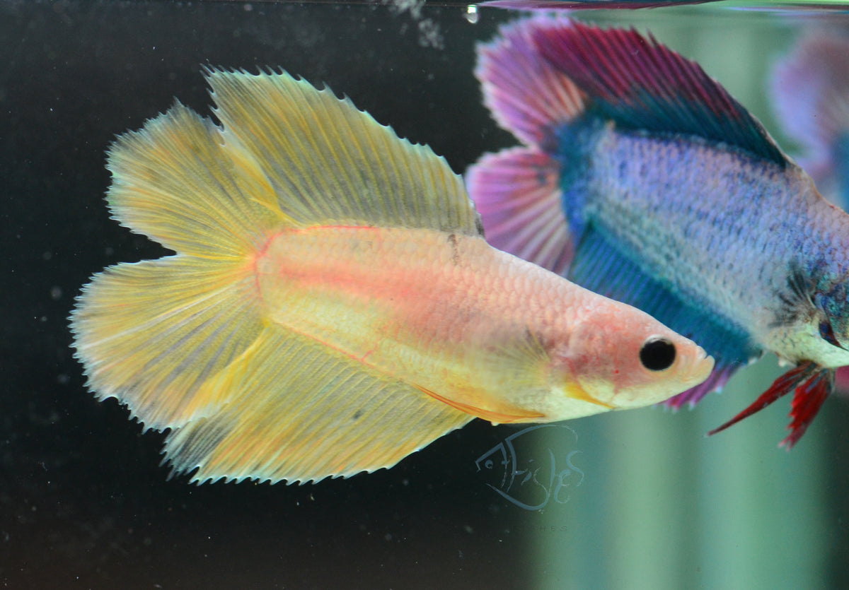 Yellow Doubletail Female