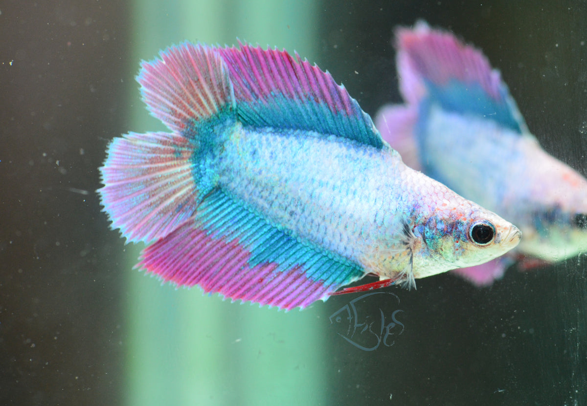 Iridescent Purple Doubletail Female