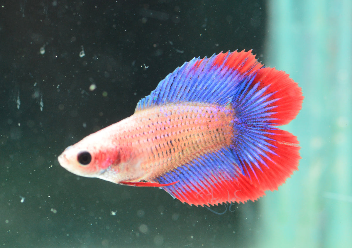 Cambodian Doubletail Female