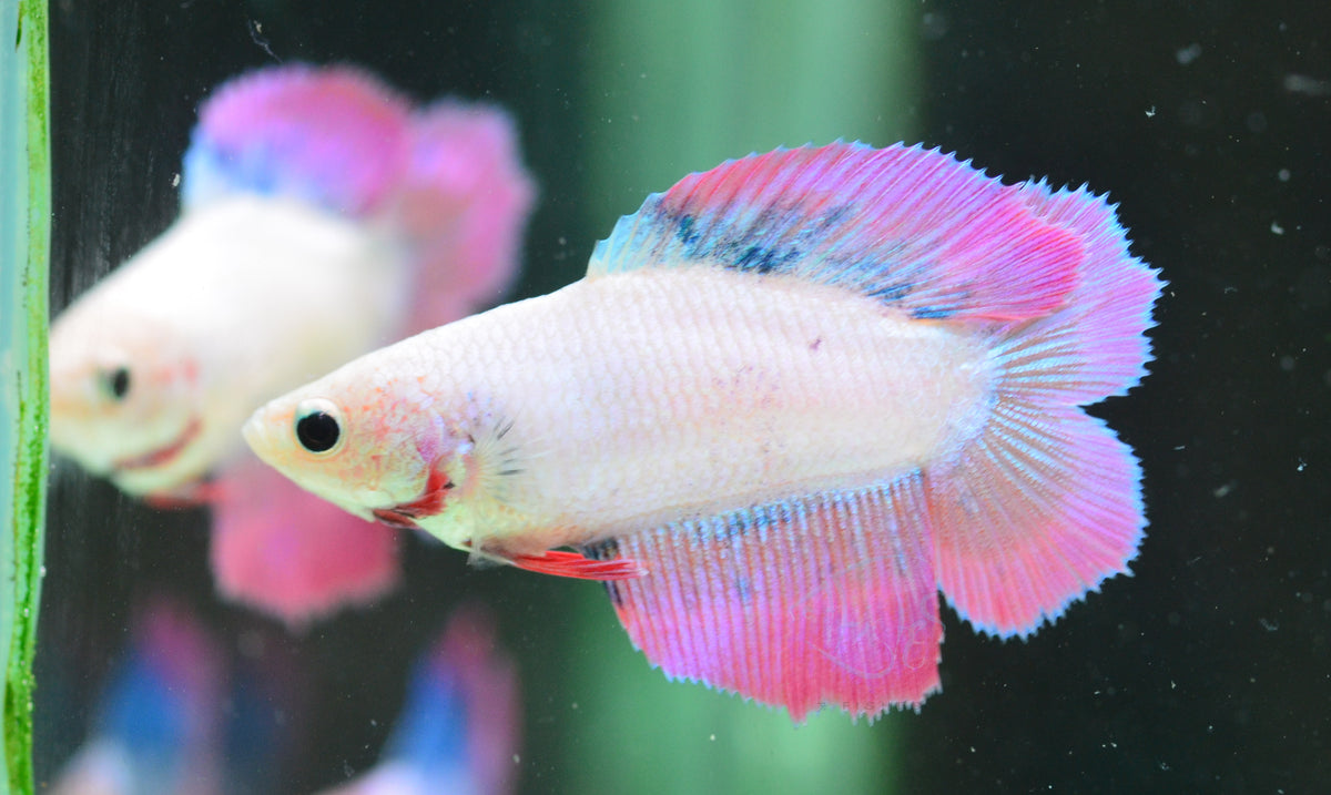 Purple Doubletail Female