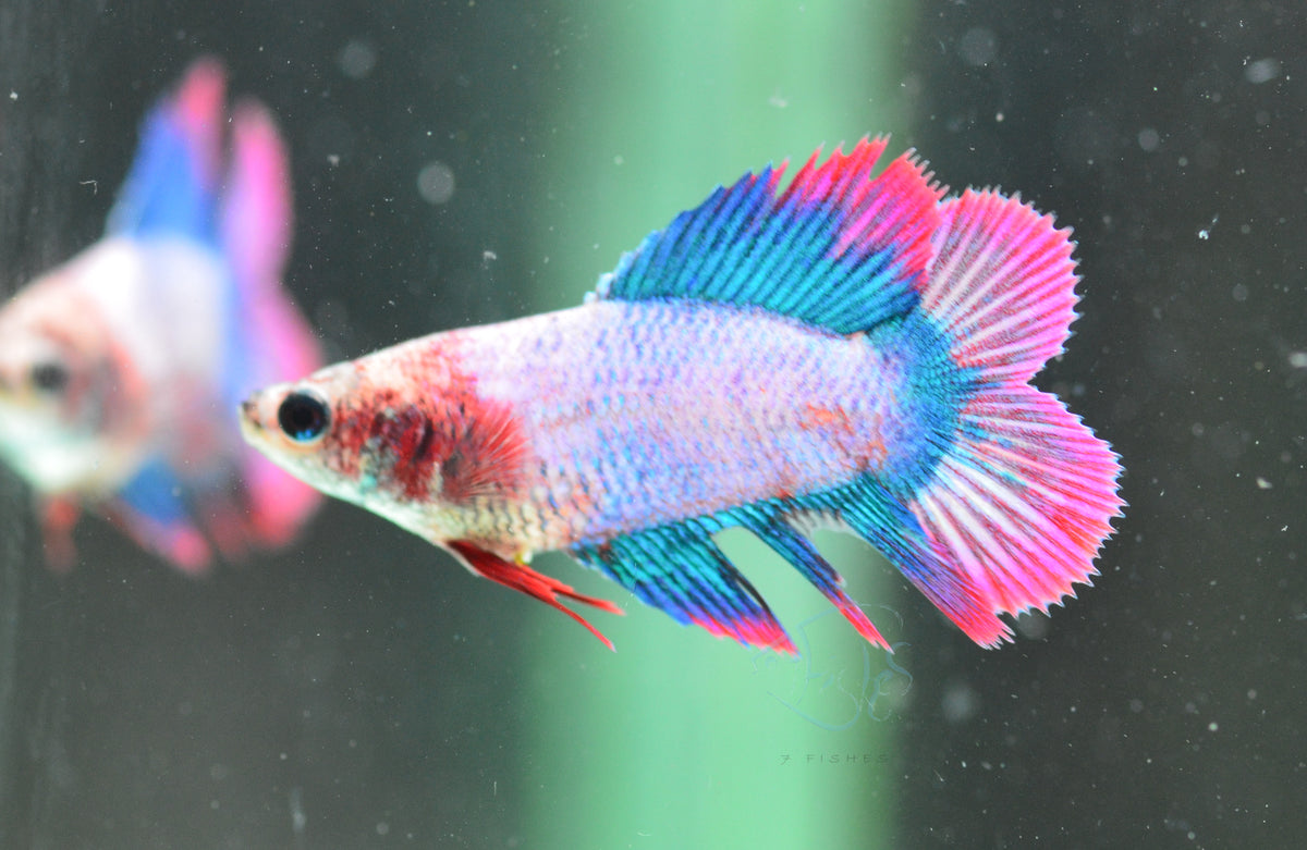 Purple Butterfly Doubletail Female