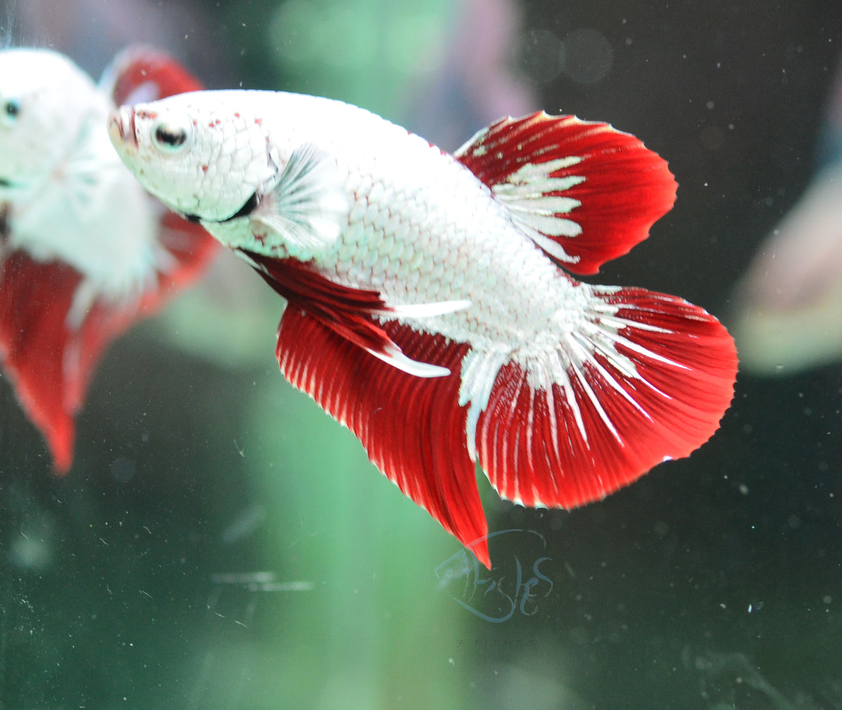 Red Dragon HMPK Male