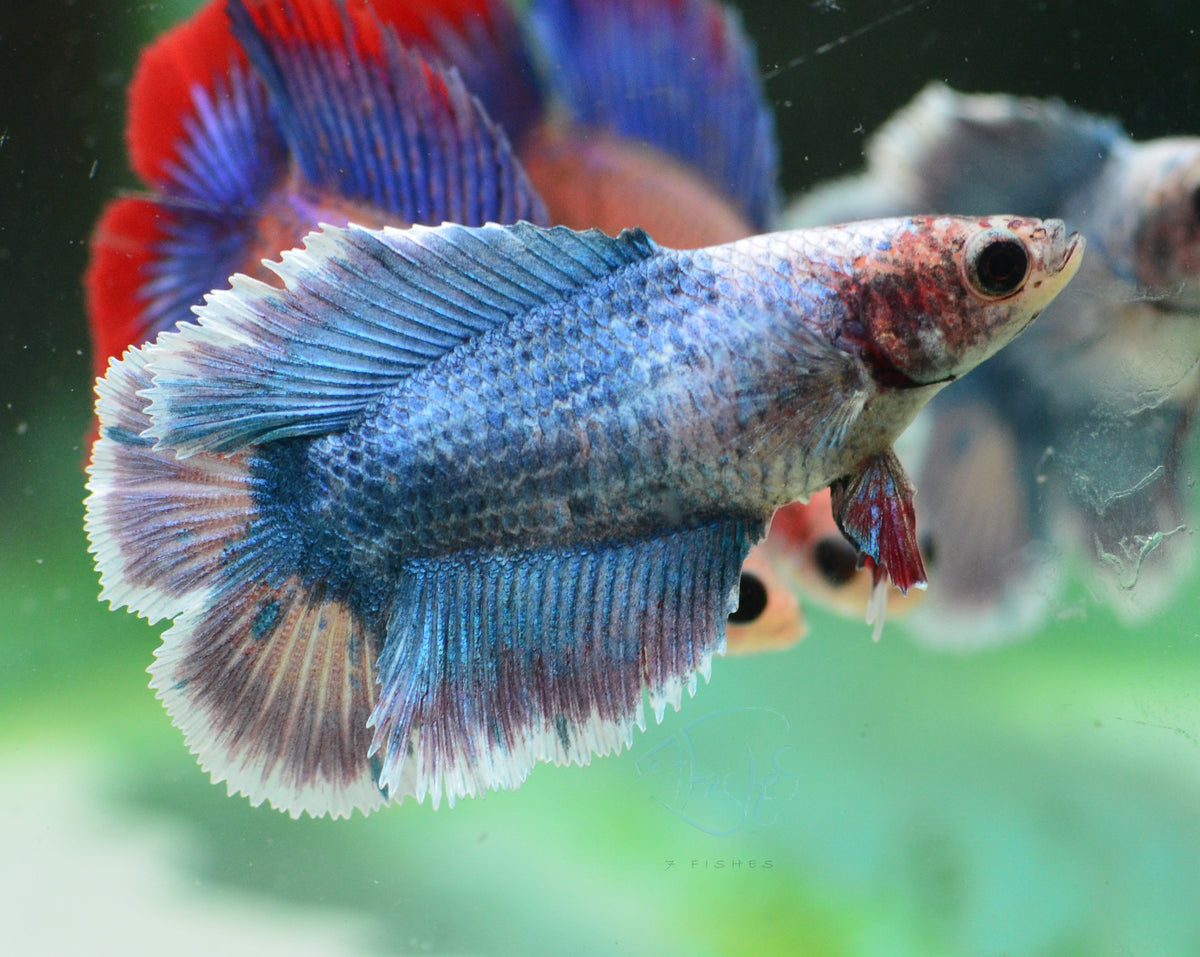 Royal Blue Doubletail Female