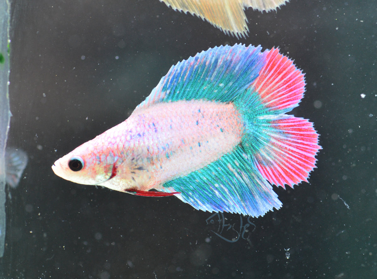 Iridescent Doubletail Female