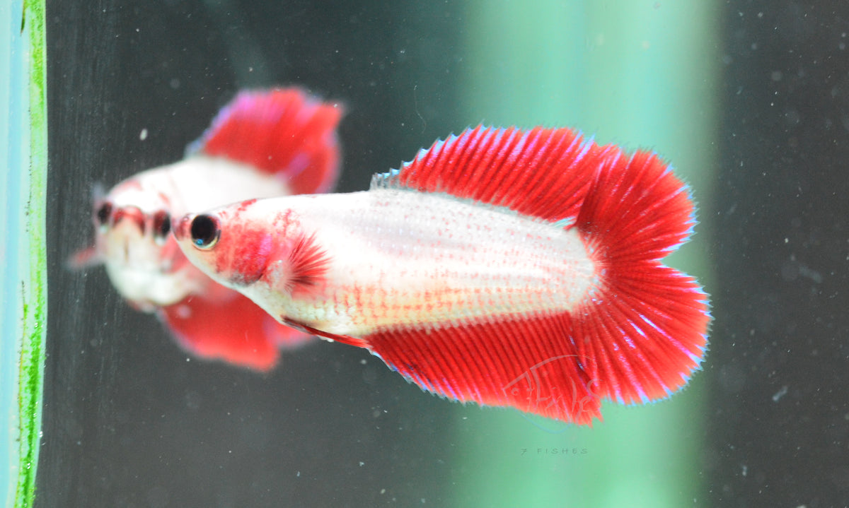 Cambodian Doubletail Female