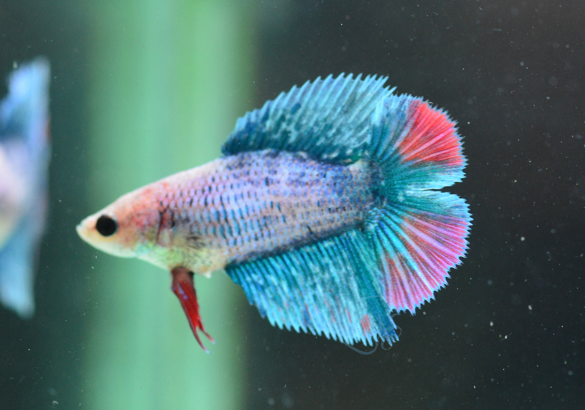 Pastel Blue Doubletail Female