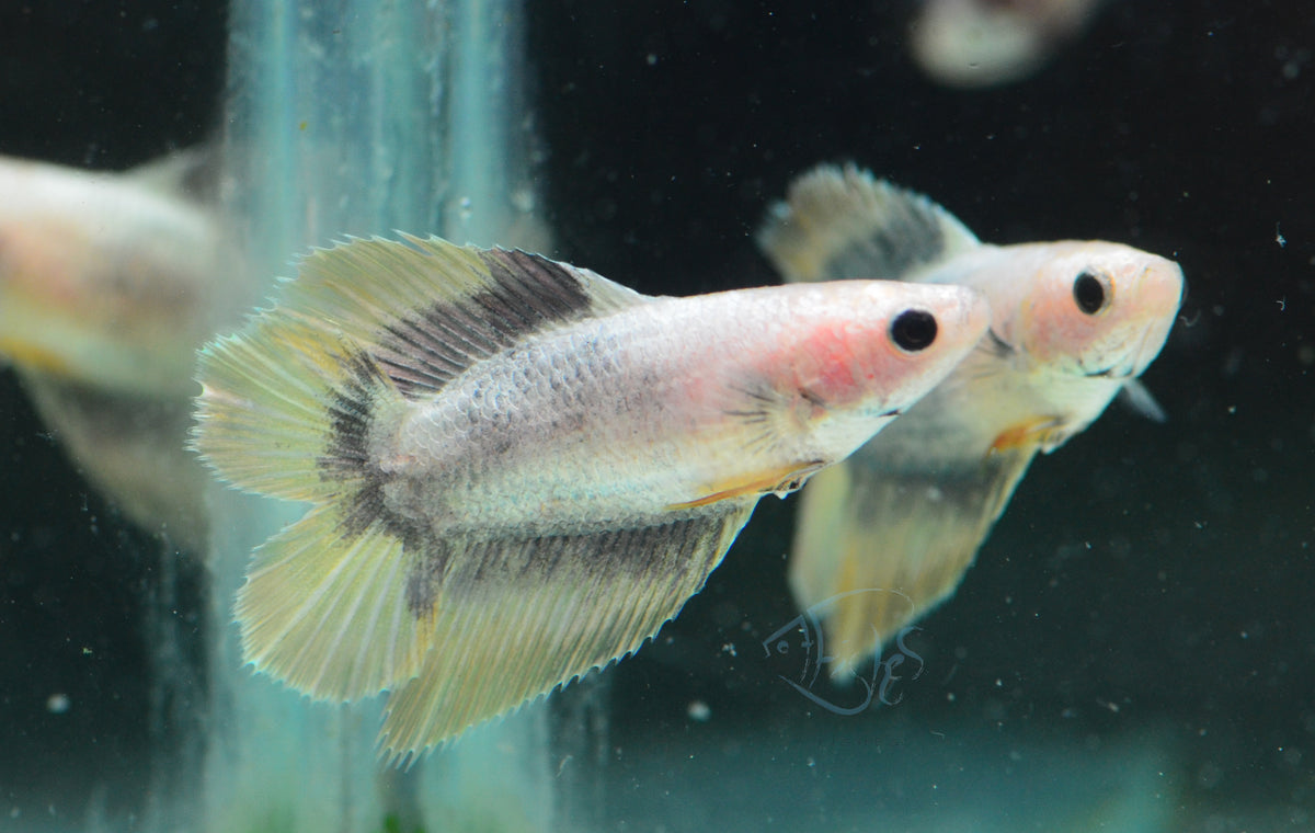 Copper Yellow Doubletail Female
