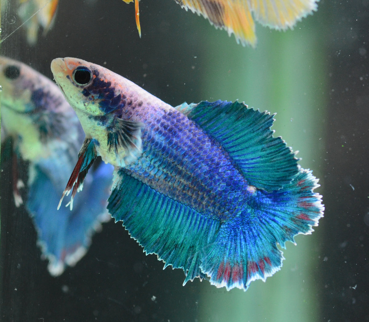 Pastel Blue Doubletail Female