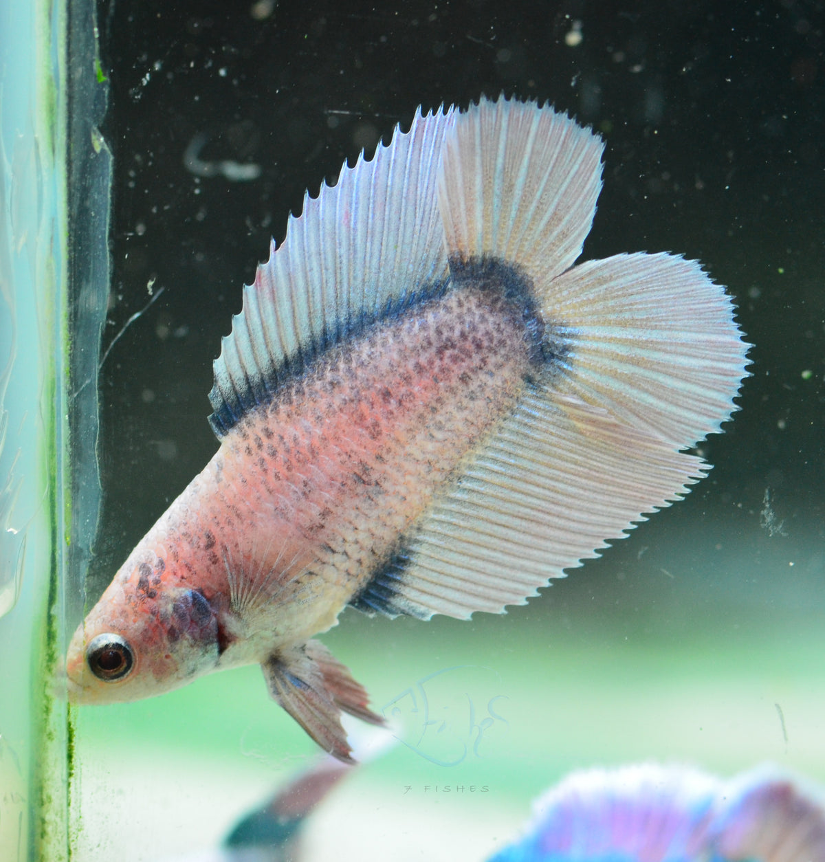 Pastel Blue Yellow Doubletail Female