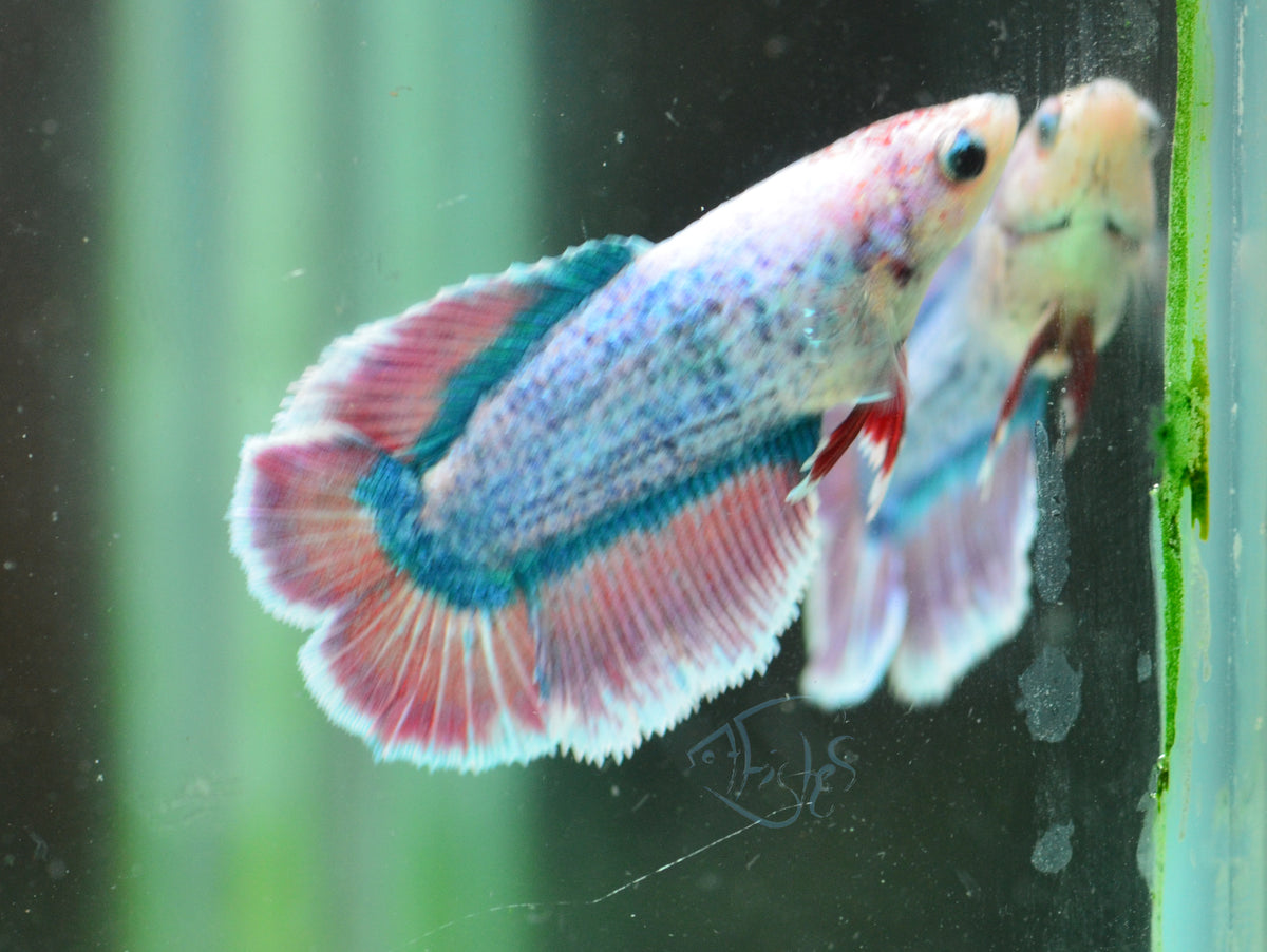 Pastel Butterfly Doubletail Female