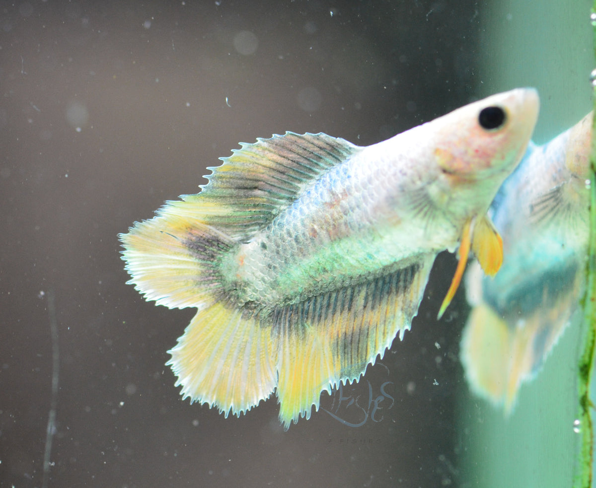 Copper Yellow Doubletail Female