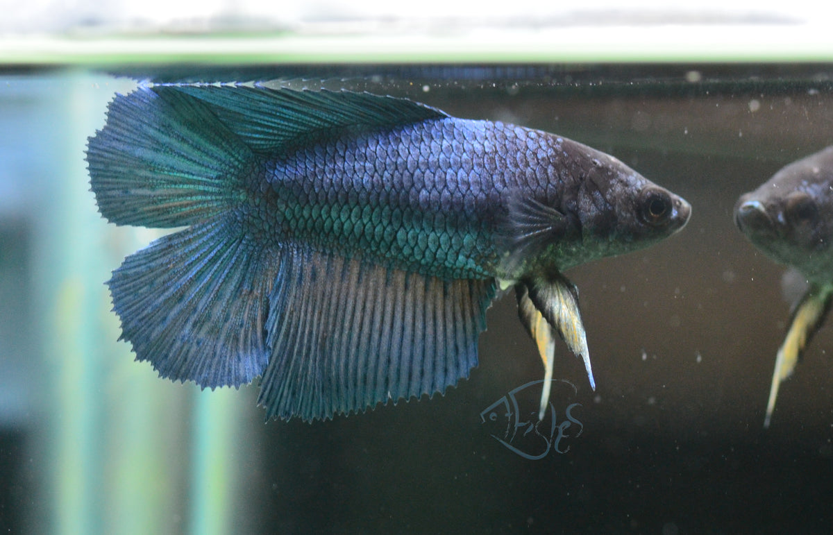 Royal Blue Doubletail Female
