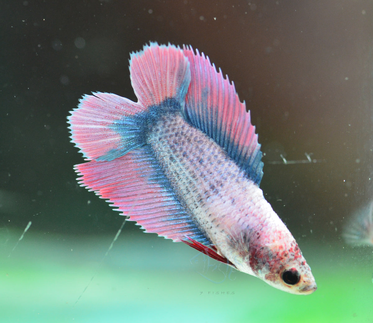 Pastel Purple Doubletail Female