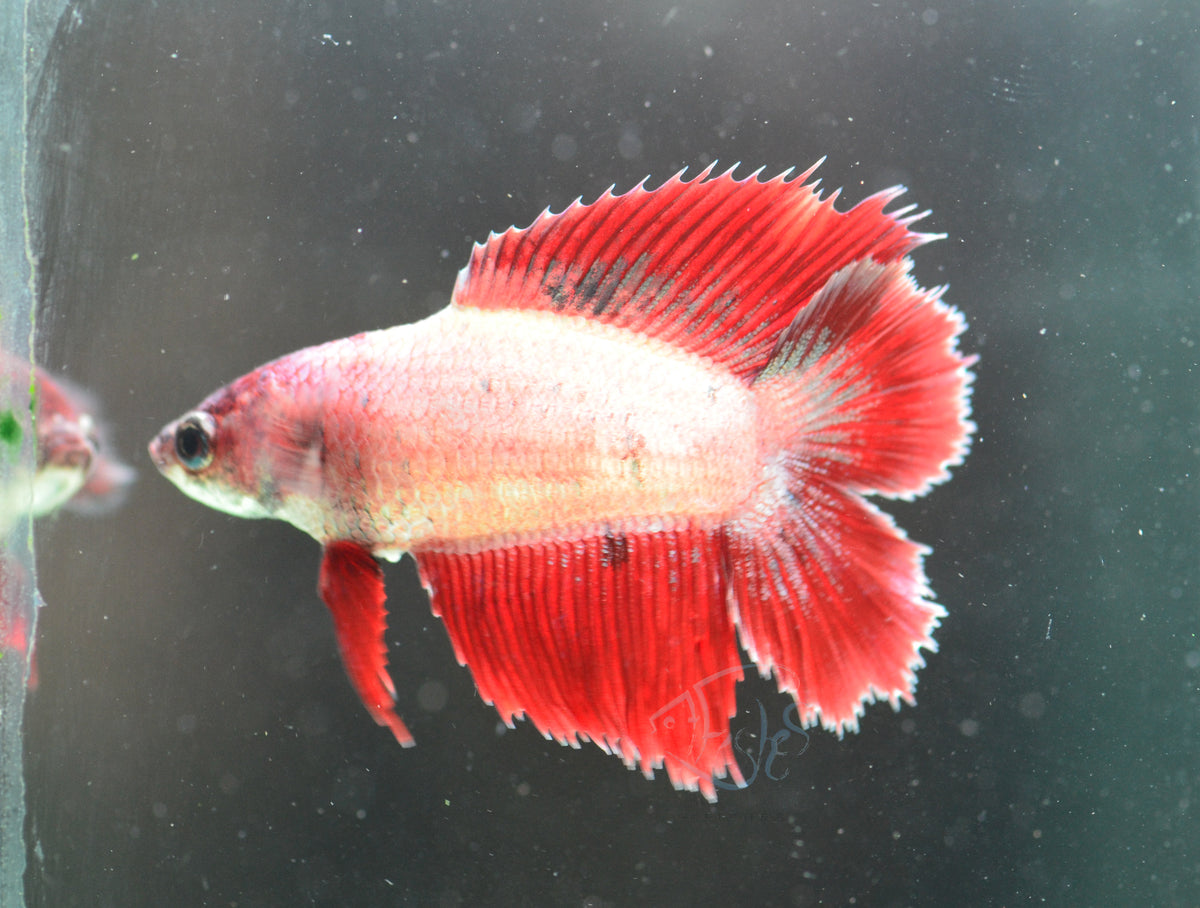 Cambodian Doubletail Female