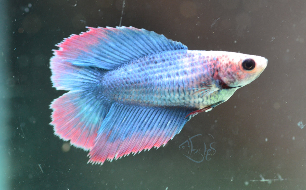 Pastel Purple Doubletail Female