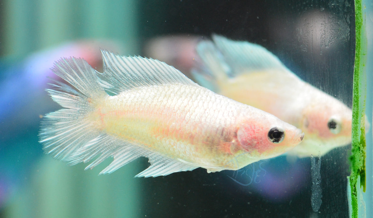 Opal Doubletail Female